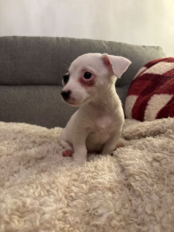Jack Russell puppies for sale in Derby, Derbyshire – 7 weeks old