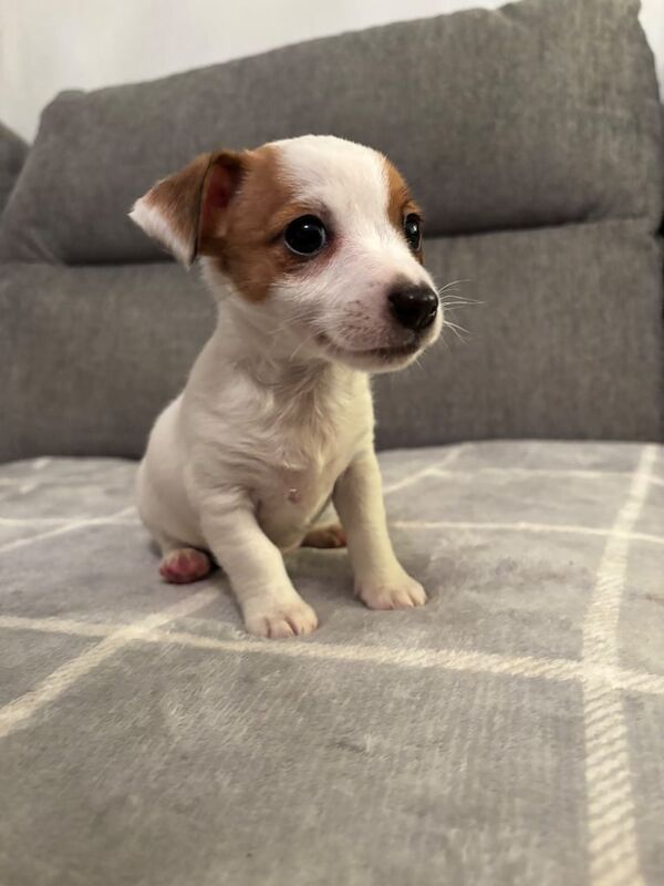 Jack Russell puppies for sale in Derby, Derbyshire – 7 weeks old - Image 2 of 3