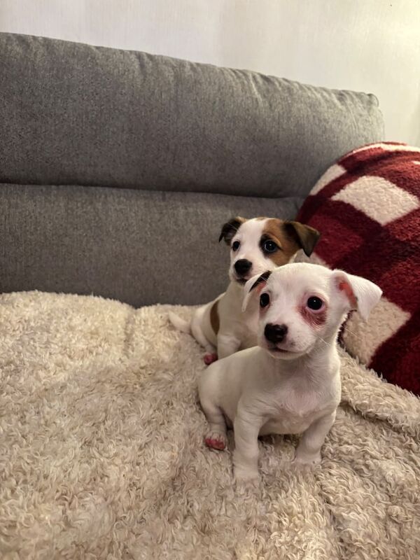Jack Russell puppies for sale in Derby, Derbyshire – 7 weeks old - Image 3 of 3