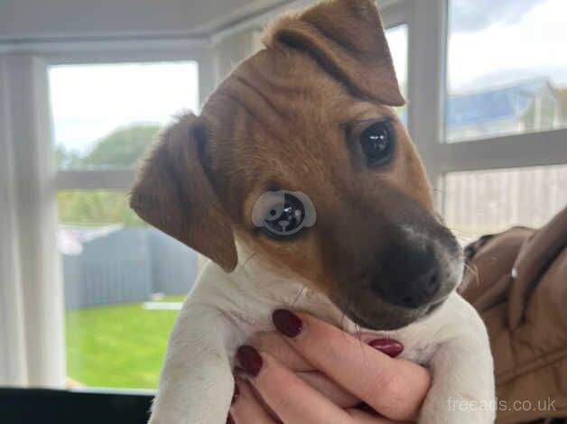 Jack Russell Terrier puppies for sale in Downpatrick, Down – 1 year old - Image 1 of 5