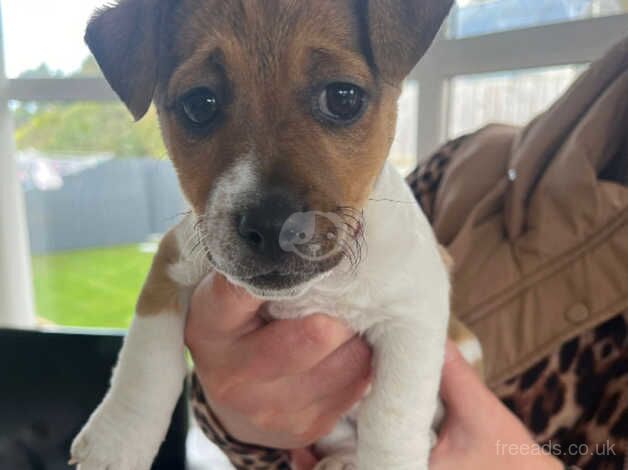 Jack Russell Terrier puppies for sale in Downpatrick, Down – 1 year old - Image 2 of 5