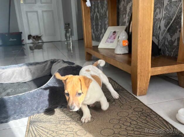Jack Russell Terrier puppies for sale in Downpatrick, Down – 1 year old - Image 4 of 5