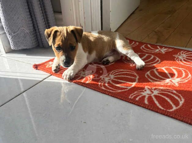 Jack Russell Terrier puppies for sale in Downpatrick, Down – 1 year old - Image 5 of 5