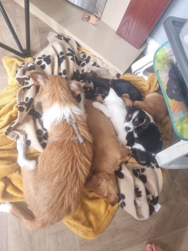 Jack Russell Terrier Puppies For Sale Under £1,000