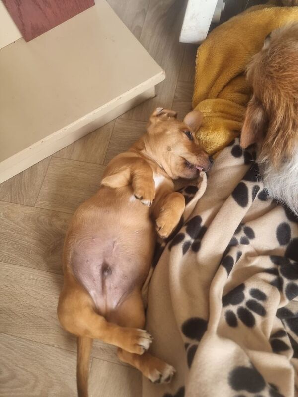 Miniature jack russle cross dashhound - Image 2 of 3