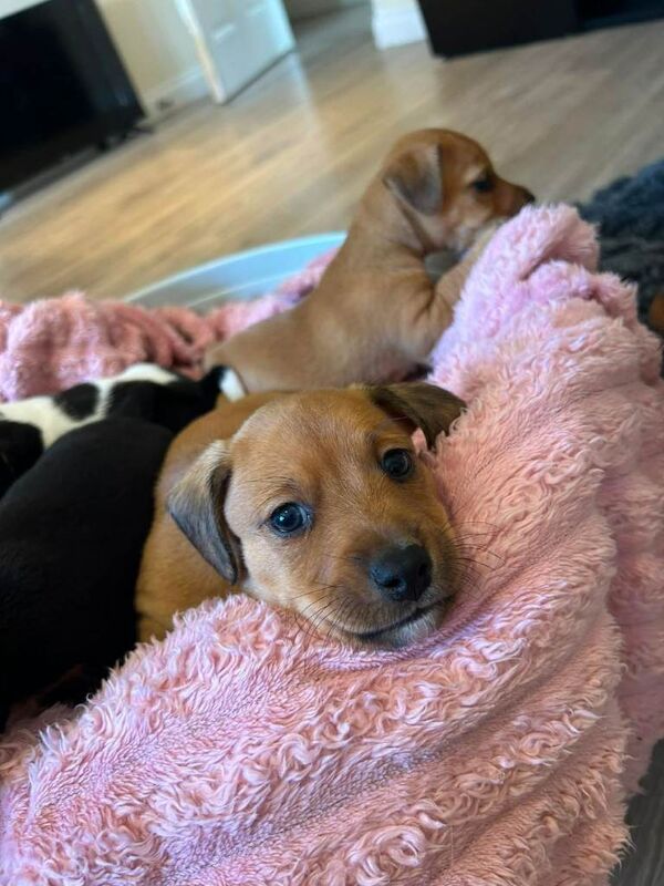 Miniature jack russle cross dashhound - Image 3 of 3