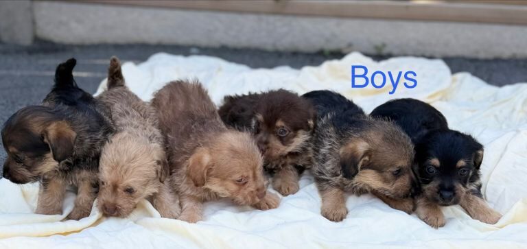 Miniature jackapoo puppies - Image 2 of 5