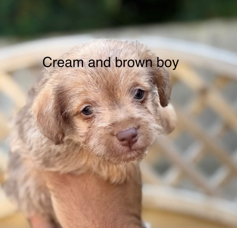 Miniature jackapoo puppies - Image 3 of 5