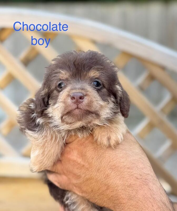 Miniature jackapoo puppies - Image 4 of 5