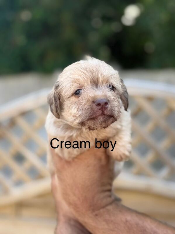 Miniature jackapoo puppies - Image 5 of 5