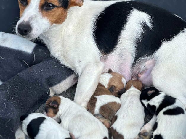 Jack Russell puppies for sale in Maidstone, Kent – 9 months old - Image 1 of 4
