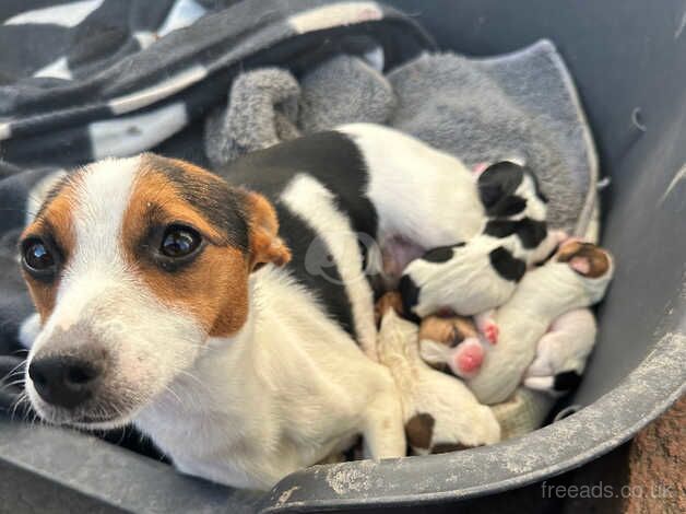 Jack Russell puppies for sale in Maidstone, Kent – 9 months old - Image 2 of 4