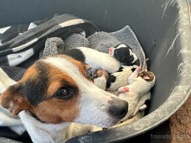 Jack Russell puppies for sale in Maidstone, Kent – 9 months old - Image 3 of 4