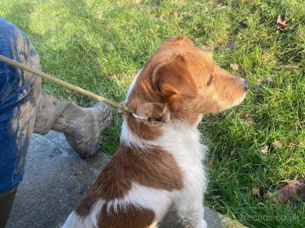 Jack Russell puppies for sale in Maidstone, Kent – 9 months old - Image 4 of 4