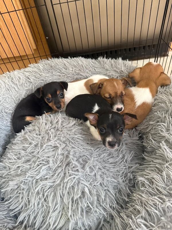 Jack Russell puppies for sale in Ballygowan, County Down – 7 weeks old