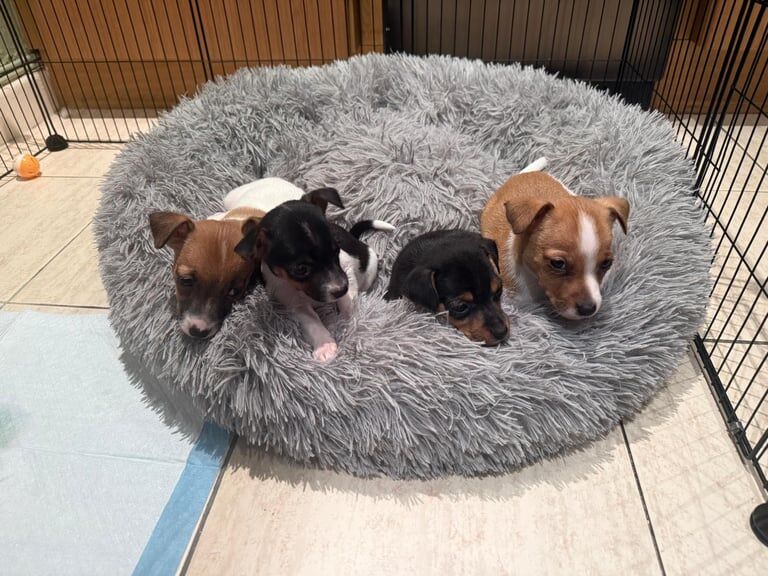 Jack Russell puppies for sale in Ballygowan, County Down – 7 weeks old - Image 2 of 3
