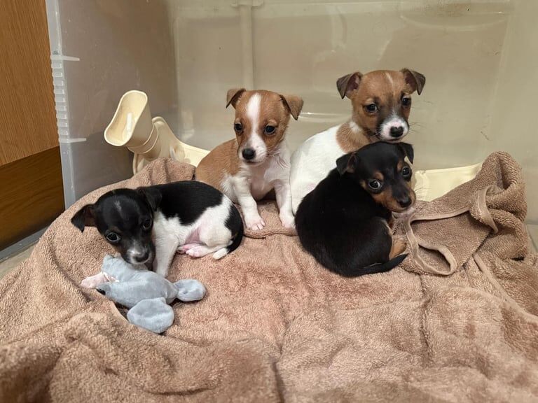 Jack Russell puppies for sale in Ballygowan, County Down – 7 weeks old - Image 3 of 3