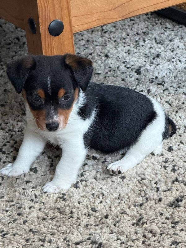 Jack Russell puppies for sale in Wakefield, West Yorkshire – 9 weeks old