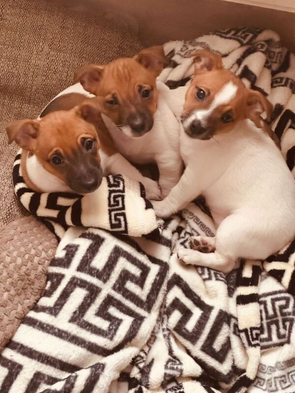 Jack Russell Terrier puppies for sale in Tottenham, Greater London – 8 weeks old