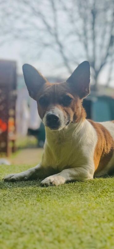 Jack Russell Terrier puppies for sale in Tottenham, Greater London – 8 weeks old - Image 2 of 2