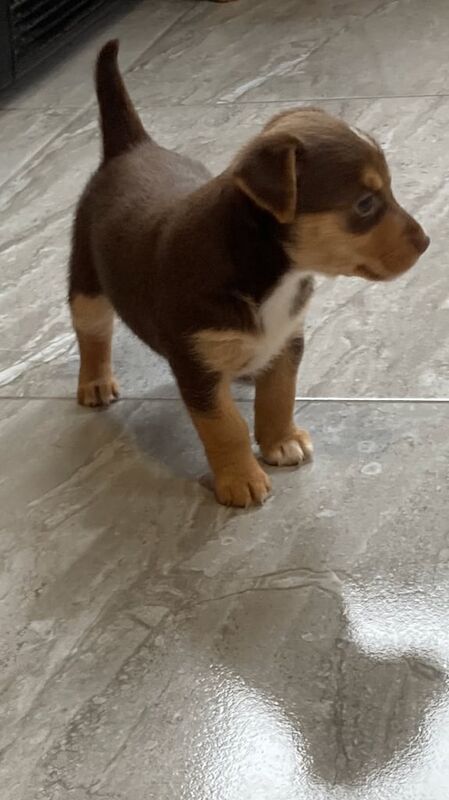 Miniture Jack Russell for sale in North Cornelly / Gogledd Corneli, Mid Glamorgan | Image 2