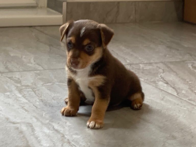 Miniture Jack Russell for sale in North Cornelly / Gogledd Corneli, Mid Glamorgan | Image 3