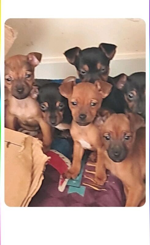 miniture jack russles READY TO LEAVE for sale in Loanhead, Midlothian