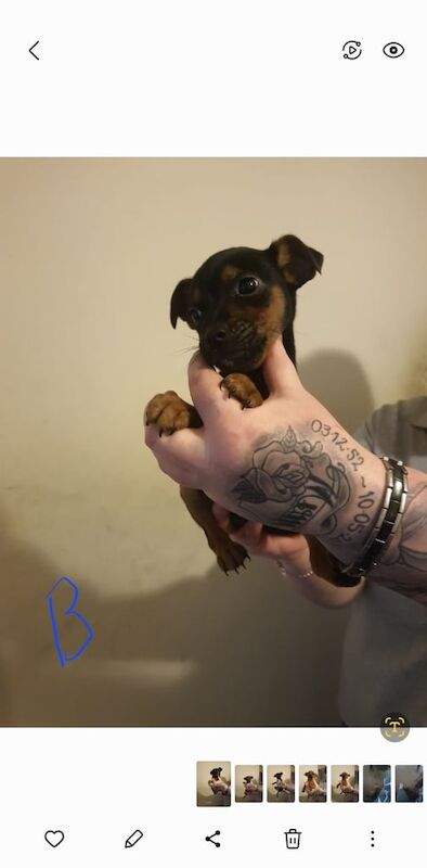 Jack Russell Terrier puppies for sale in Loanhead, Midlothian – 11 months old - Image 2 of 3