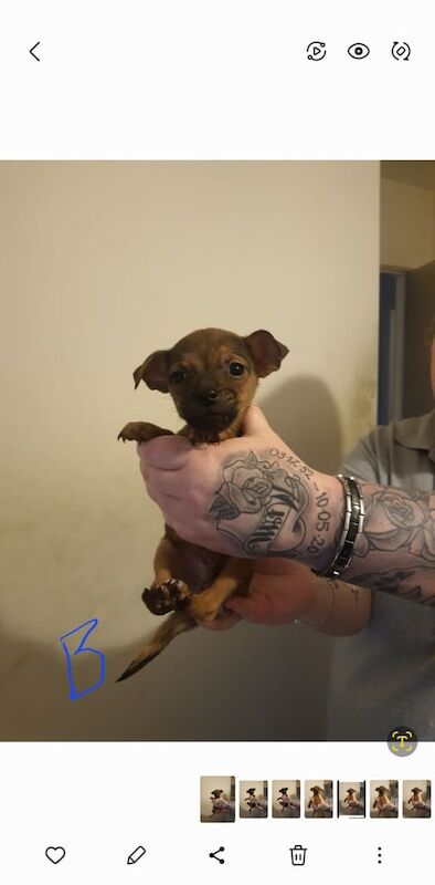 Jack Russell Terrier puppies for sale in Loanhead, Midlothian – 11 months old - Image 3 of 3