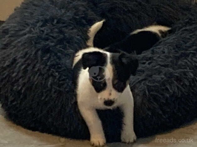 Jack Russell Terrier puppies for sale in Bridgend, Bridgend – 1 year old - Image 2 of 5