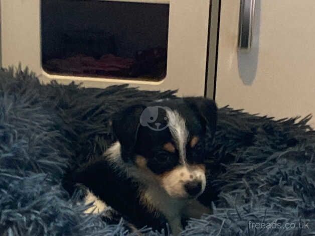 Jack Russell Terrier puppies for sale in Bridgend, Bridgend – 1 year old - Image 3 of 5