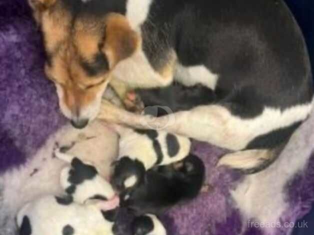 Jack Russell Terrier puppies for sale in Bridgend, Bridgend – 1 year old - Image 4 of 5