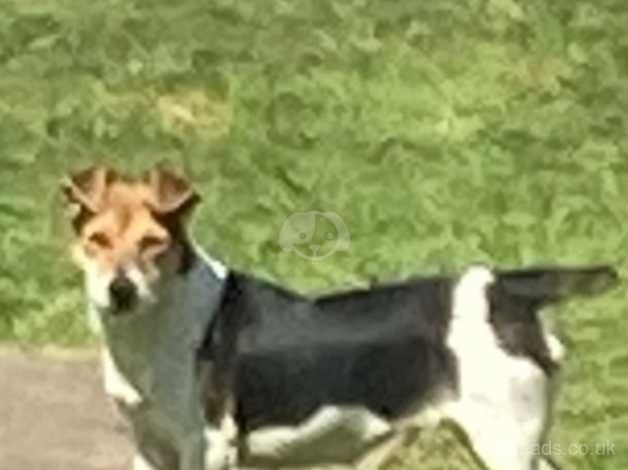 Jack Russell Terrier puppies for sale in Bridgend, Bridgend – 1 year old - Image 5 of 5