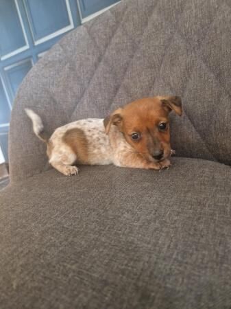 Miniture smooth haired short legged jack russell puppies for sale in Bickershaw, Greater Manchester - Image 1