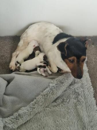 Miniture smooth haired short legged jack russell puppies for sale in Bickershaw, Greater Manchester - Image 2