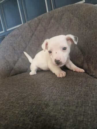Miniture smooth haired short legged jack russell puppies for sale in Bickershaw, Greater Manchester - Image 3