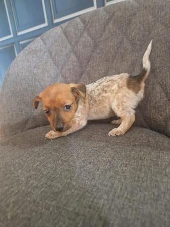 Miniture smooth haired short legged jack russell puppies for sale in Bickershaw, Greater Manchester - Image 4