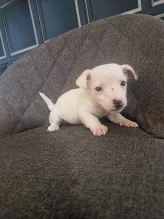 Miniture smooth haired short legged jack russell puppies for sale in Bickershaw, Greater Manchester - Image 5