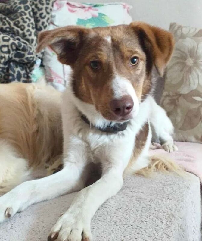 Jack Russell Terrier puppies for sale in Banstead, Surrey – 11 months old