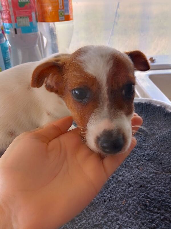 Jack Russell Terrier puppies for sale in King's Lynn, Norfolk – 3 months old