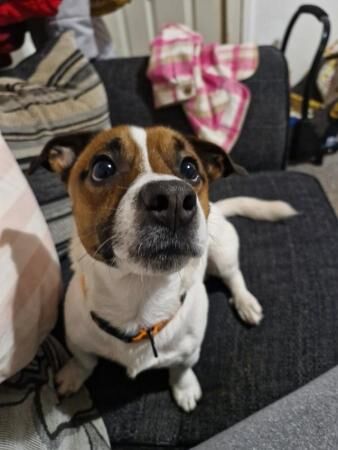 Nearly 2 year old jack russell for sale in Blackburn, Lancashire