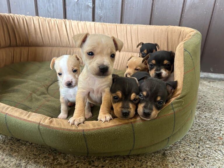Jack Russell puppies for sale in Coatbridge, Lanarkshire – 4 weeks old