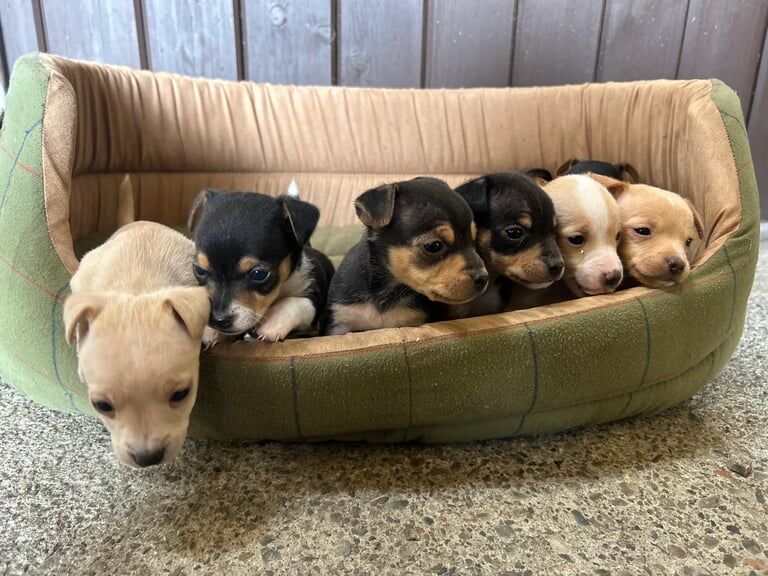 Jack Russell puppies for sale in Coatbridge, Lanarkshire – 4 weeks old - Image 2 of 3