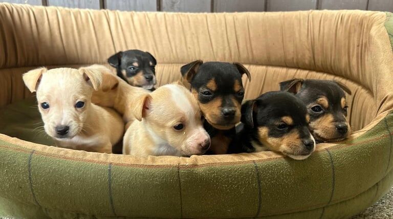 Jack Russell puppies for sale in Coatbridge, Lanarkshire – 4 weeks old - Image 3 of 3