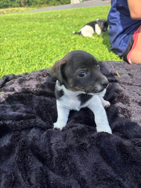 Jack Russell puppies for sale in Banbridge, County Down – 6 weeks old