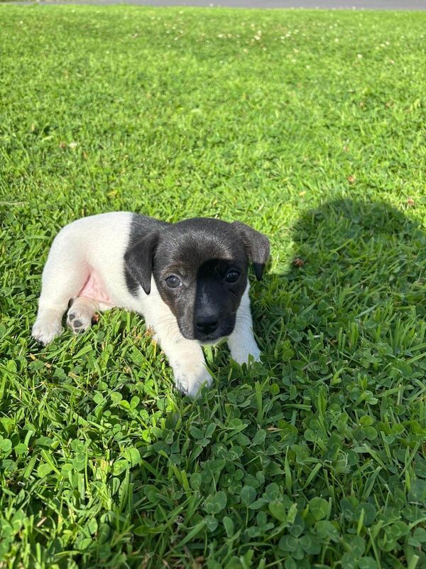 Jack Russell puppies for sale in Banbridge, County Down – 6 weeks old - Image 3 of 3
