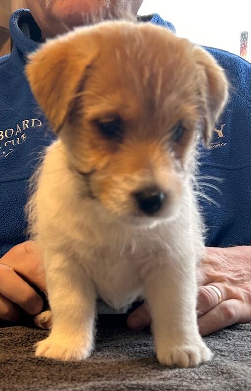 Jack Russell Terrier puppies for sale in Derrygonnelly, County Fermanagh – 10 weeks old