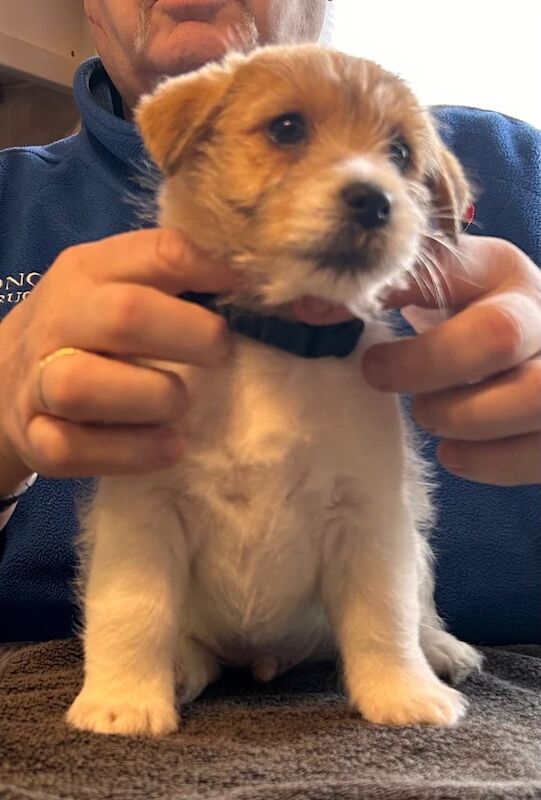 Jack Russell Terrier puppies for sale in Derrygonnelly, County Fermanagh – 10 weeks old - Image 2 of 4