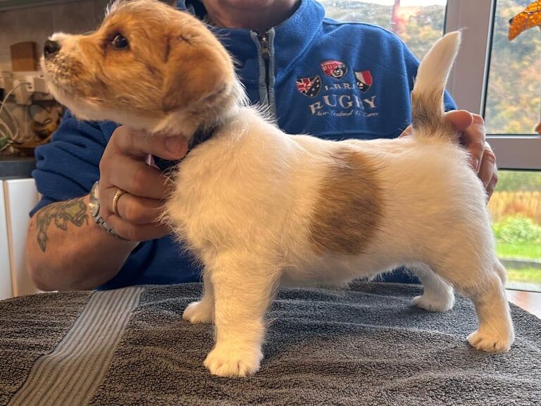 Jack Russell Terrier puppies for sale in Derrygonnelly, County Fermanagh – 10 weeks old - Image 3 of 4