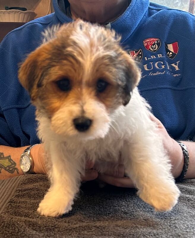 Jack Russell Terrier puppies for sale in Derrygonnelly, County Fermanagh – 10 weeks old - Image 4 of 4